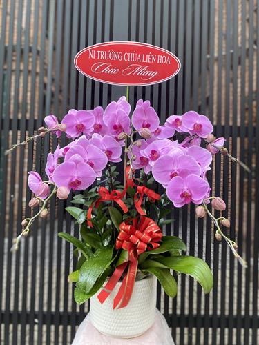 Hoa Lan Chúc Mừng 00018